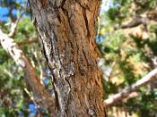 summer photograph utah_juniper__juniperus_osteosperma-4img_8513.jpg