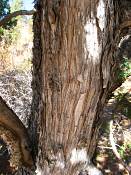 summer photograph utah_juniper__juniperus_osteosperma-4img_8514.jpg