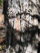 summer photograph utah_juniper__juniperus_osteosperma-4img_8515.jpg