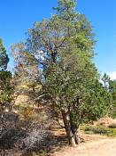 summer photograph utah_juniper__juniperus_osteosperma-4img_8516.jpg