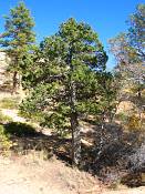 summer photograph utah_juniper__juniperus_osteosperma-4img_8517.jpg