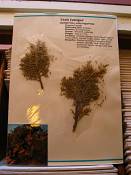 summer photograph utah_juniper__juniperus_osteosperma-4img_8918.jpg