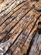 summer photograph utah_juniper__juniperus_osteospermaimg_8545.jpg