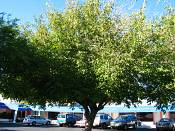 summer photograph white_mulberry__morus_albaimg_0092.jpg