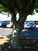 summer photograph white_mulberry__morus_albaimg_0093.jpg