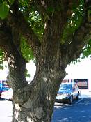 summer photograph white_mulberry__morus_albaimg_0094.jpg