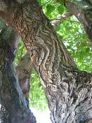 summer photograph white_mulberry__morus_albaimg_0095.jpg