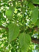 summer photograph white_mulberry__morus_albaimg_0096.jpg