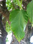 summer photograph white_mulberry__morus_albaimg_0097.jpg