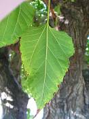 summer photograph white_mulberry__morus_albaimg_0098.jpg