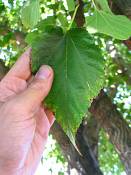 summer photograph white_mulberry__morus_albaimg_0099.jpg