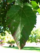 summer photograph white_mulberry__morus_albaimg_0100.jpg
