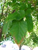 summer photograph white_mulberry__morus_albaimg_0101.jpg