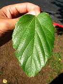 summer photograph white_mulberry__morus_albaimg_0102blad.jpg