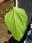 summer photograph white_mulberry__morus_albaimg_0103.jpg