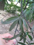summer photograph willow_oak__quercus_phellos_washingtonimg_7131.jpg