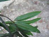 summer photograph willow_oak__quercus_phellos_washingtonimg_7132.jpg