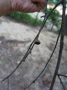 summer photograph willow_oak__quercus_phellos_washingtonimg_7133.jpg