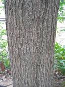 summer photograph willow_oak__quercus_phellos_washingtonimg_7134.jpg