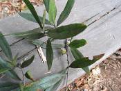 summer photograph willow_oak__quercus_phellos_washingtonimg_7154.jpg