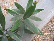 summer photograph willow_oak__quercus_phellos_washingtonimg_7155blad.jpg