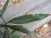 summer photograph willow_oak__quercus_phellos_washingtonimg_7156.jpg