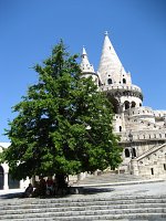 summer photograph Boomhazelaar__Corylus_colurna__Turkish_filbertimg_1432.jpg