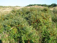 summer photograph Duindoorn__Hippophae_rhamnoides__Sea_buckthornimg_4348.jpg