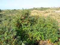 summer photograph Duindoorn__Hippophae_rhamnoides__Sea_buckthornimg_4349.jpg
