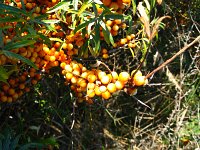 summer photograph Duindoorn__Hippophae_rhamnoides__Sea_buckthornimg_4350.jpg