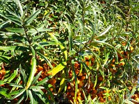 summer photograph Duindoorn__Hippophae_rhamnoides__Sea_buckthornimg_4351.jpg