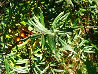 summer photograph Duindoorn__Hippophae_rhamnoides__Sea_buckthornimg_4352.jpg