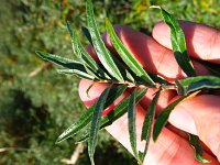 summer photograph Duindoorn__Hippophae_rhamnoides__Sea_buckthornimg_4353.jpg