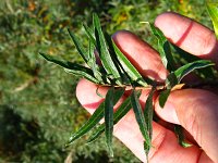 summer photograph Duindoorn__Hippophae_rhamnoides__Sea_buckthornimg_4354.jpg