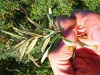 summer photograph Duindoorn__Hippophae_rhamnoides__Sea_buckthornimg_4356.jpg