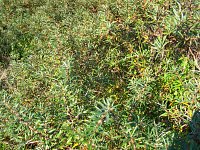 summer photograph Duindoorn__Hippophae_rhamnoides__Sea_buckthornimg_4358.jpg