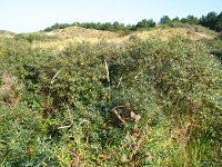 summer photograph Duindoorn__Hippophae_rhamnoides__Sea_buckthornimg_4359.jpg