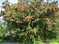 summer photograph EenstijligeTweestijlige_Meidoorn__Crataegus_leavigatamonogyna__OneseedTwoseed_hawthornimg_3125.jpg