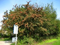 summer photograph EenstijligeTweestijlige_Meidoorn__Crataegus_leavigatamonogyna__OneseedTwoseed_hawthornimg_3126.jpg