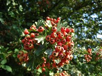 summer photograph EenstijligeTweestijlige_Meidoorn__Crataegus_leavigatamonogyna__OneseedTwoseed_hawthornimg_3129.jpg