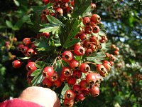 summer photograph EenstijligeTweestijlige_Meidoorn__Crataegus_leavigatamonogyna__OneseedTwoseed_hawthornimg_3130.jpg