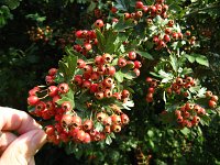 summer photograph EenstijligeTweestijlige_Meidoorn__Crataegus_leavigatamonogyna__OneseedTwoseed_hawthornimg_3131.jpg