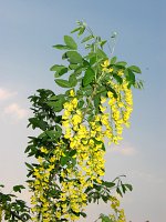 summer photograph Gouden_regen__Laburnum_anagyroides__Golden_chaintreeimg_6590.jpg