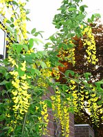 summer photograph Gouden_regen__Laburnum_anagyroides__Golden_chaintreeimg_6591.jpg