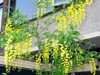 summer photograph Gouden_regen__Laburnum_anagyroides__Golden_chaintreeimg_6592.jpg