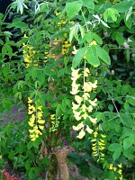 summer photograph Gouden_regen__Laburnum_anagyroides__Golden_chaintreeimg_6593.jpg