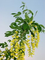 summer photograph Gouden_regen__Laburnum_anagyroides__Golden_chaintreeimg_6594.jpg