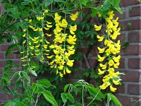 summer photograph Gouden_regen__Laburnum_anagyroides__Golden_chaintreeimg_6596.jpg