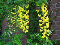 summer photograph Gouden_regen__Laburnum_anagyroides__Golden_chaintreeimg_6597.jpg