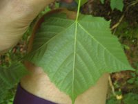 summer photograph Grijze_slangenbast_esdoorn__Acer_rufinerve__Snakebark_maple_Redvein_mapleimg_0398.jpg